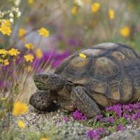 A desert tortoise in wildflowers.
