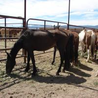 Wild horses at the Axtell Off-Range Corrals in Axtell, Utah. 