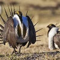 Greater sagegrouse in the field