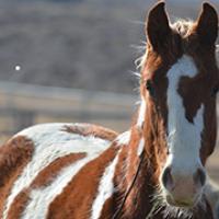 A horse with brown and white patches looks ahead.