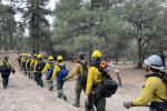 Wildland firefighters hiking in a line walking single file in a field with pine trees to the right. 