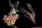 Two bats in flight at night, one with its nose in a flower