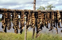 Salmon Drying