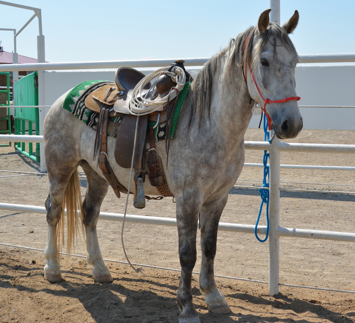 wild horse with saddle