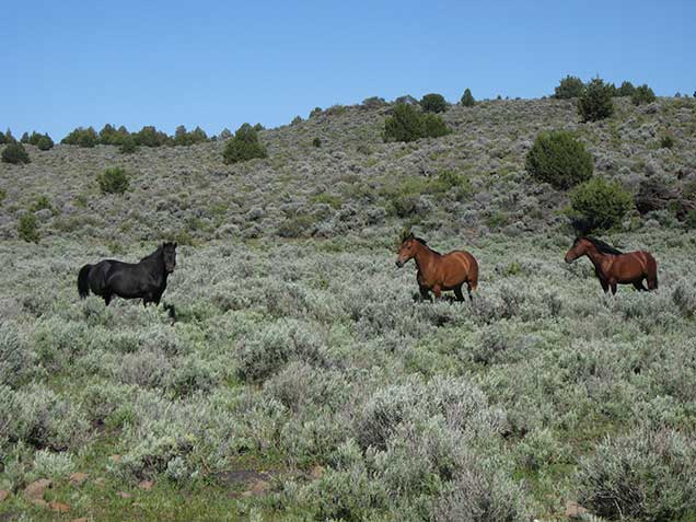 A black and two bay horses in sagebrush. BLM photo.