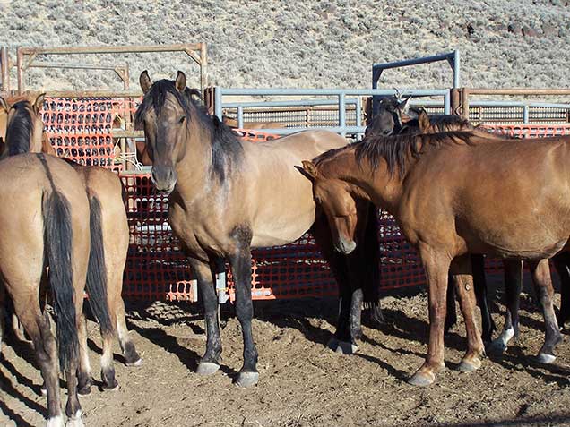 Dun horses and a chestnut in a pen. Photo by Amy Dumas/BLM