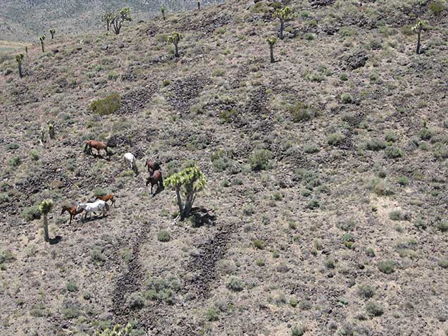 A group of horses and Joshua Trees. Photo by Alex Neibergs/BLM