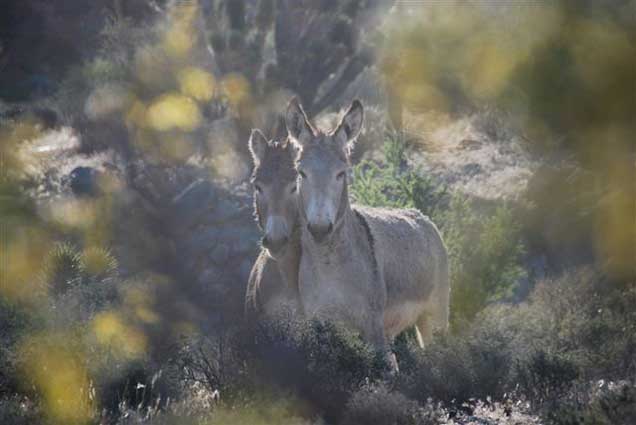 Two burros peering through brush. Photo by Alex Neibergs/BLM.