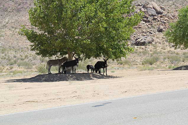 A group of burros under a tree next to a road. Photo by Alex Neibergs/BLM