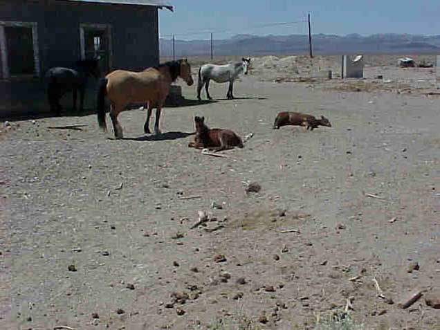 Two mares and two foals relaxing near someone's house. Photo by Alex Neibergs/BLM 