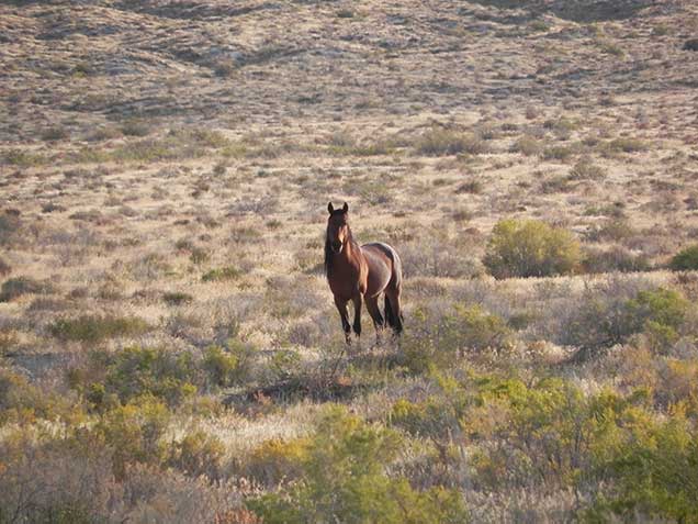A bay stallion in the sagebrush. Photo by Amy Dumas/BLM.