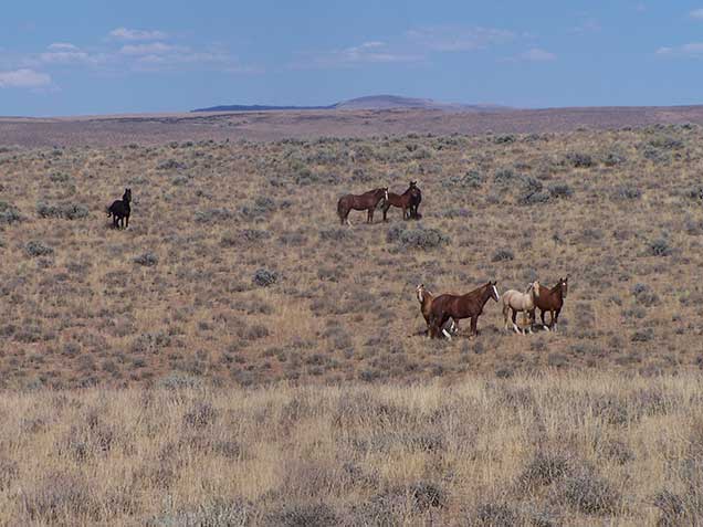 Two groups of horses standing in the sagebrush desert. Photo by Amy Dumas/BLM.