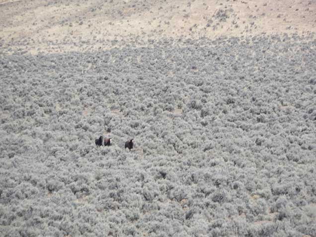 Three horses running through sagebrush. Photo by Amy Dumas/BLM.