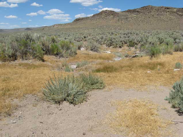 Sagebrush landscape. Photo by Steve Surian/BLM.