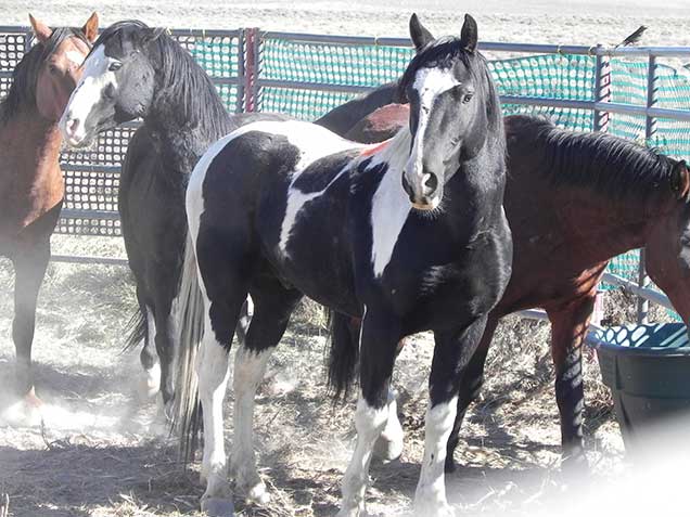 A black and white pinto stallion. Photo by Amy Dumas/BLM