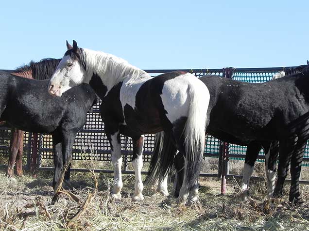 A black and white pinto stallion. Photo by Amy Dumas/BLM