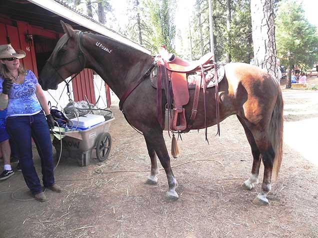 A liver chestnut mare named Nyota standing saddled in a shedrow at the Nevada County Fairgrounds. Photo by Amy Dumas/BLM.