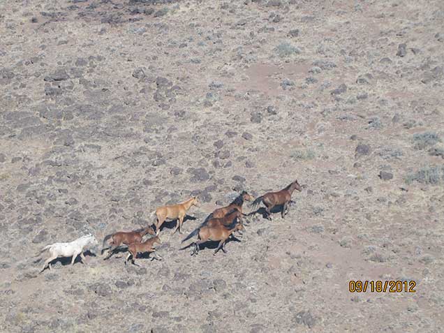 An aerial photo of horses running through the sagebrush. Photo byAmy Dumas/BLM