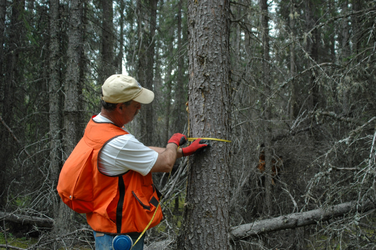 Forester measuring tree trunks