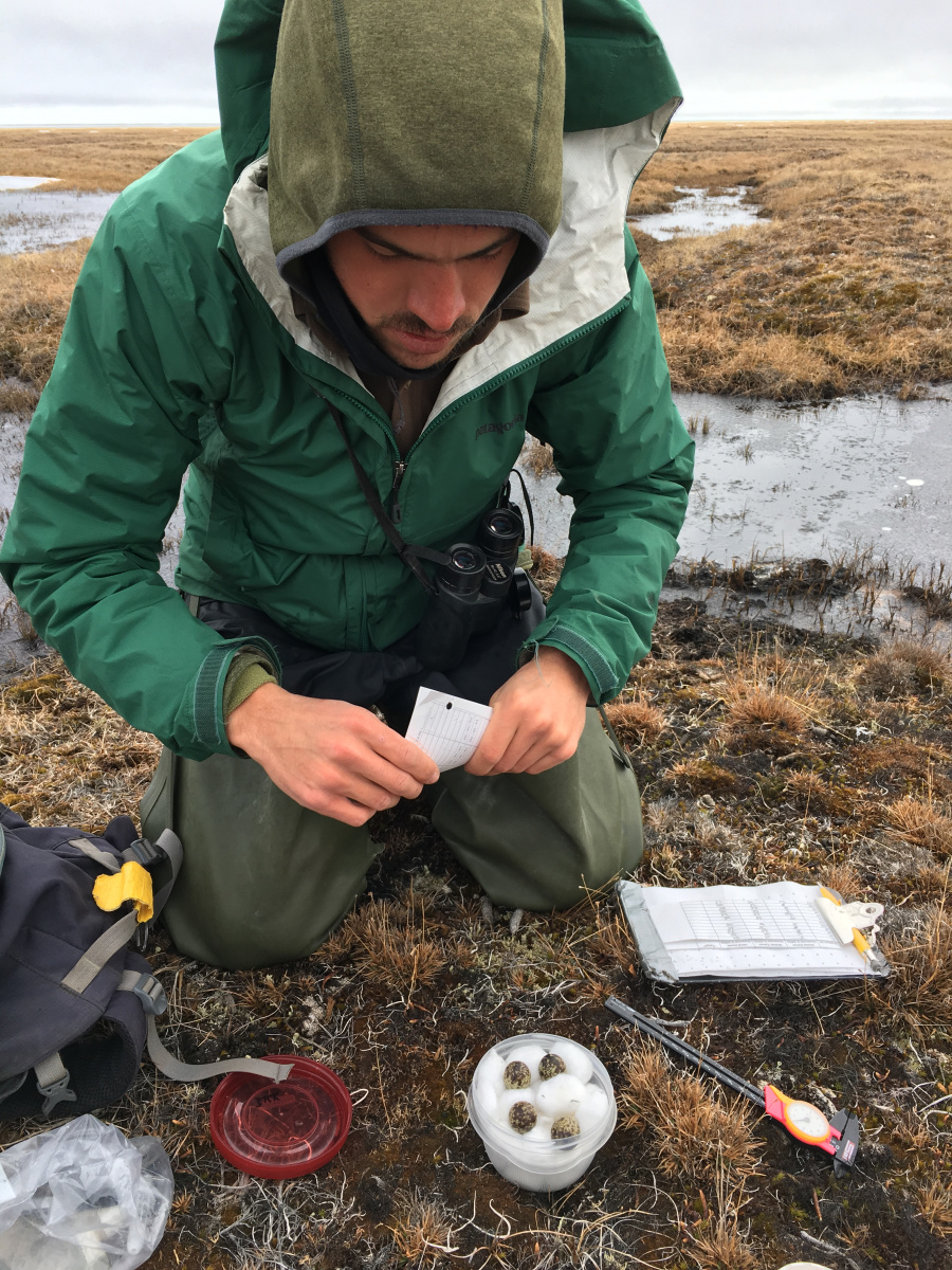 Wildlife Biologist kneeling on the ground over birds eggs 