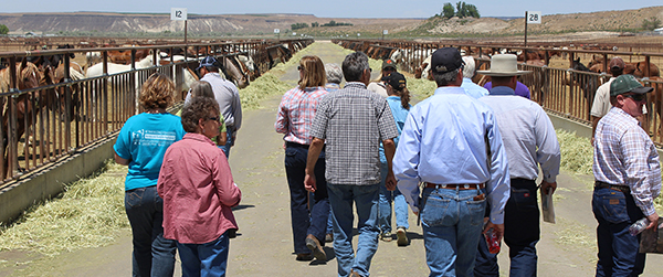 Boise and Twin Falls District RAC members tour the Bruneau wild horse off-range corrals