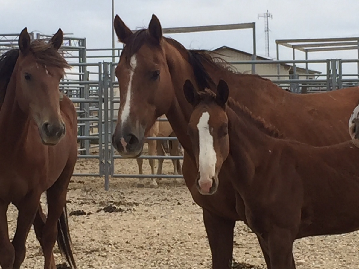 Horses in a corral.