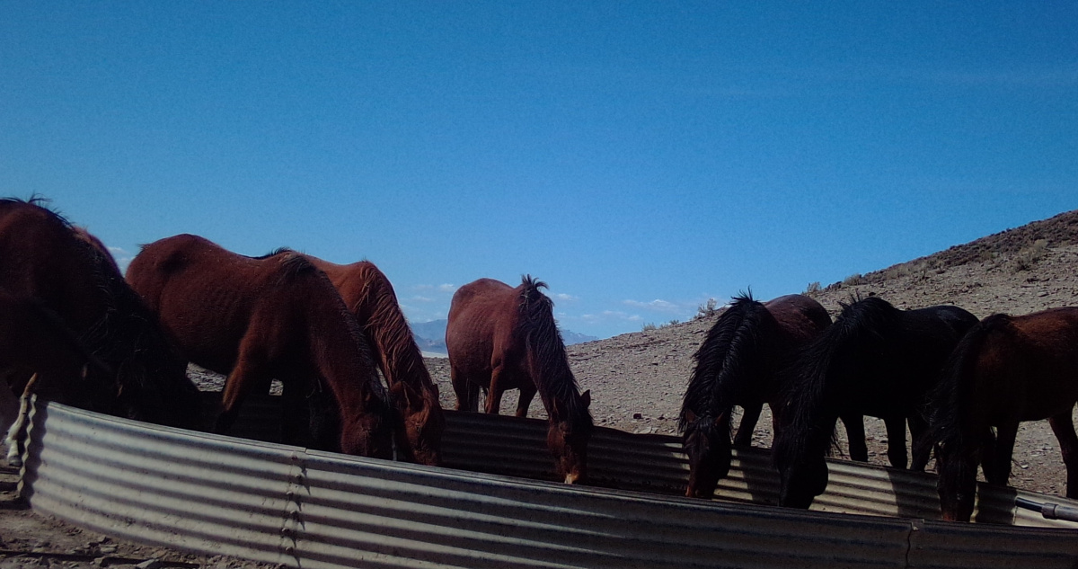 Seven red horses drinking from a stock tank at Trail Springs within the Jackson Mountain HMA, March 2020.