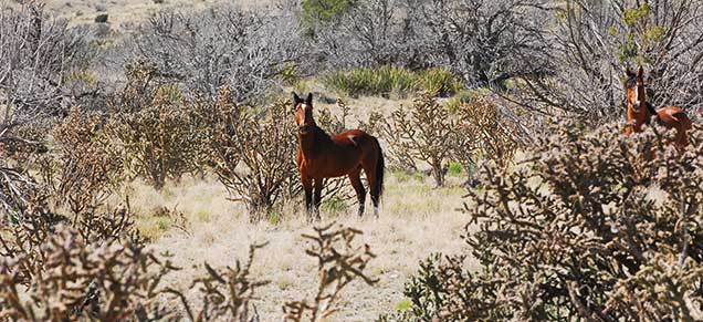 Wild horse on the Bordo Atravesado Herd Management Area. Photo by Steve Simmons.