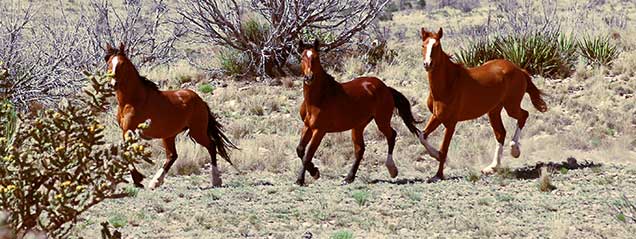 Wild horses on the Bordo Atravesado Herd Management Area. Photo by Steve Simmons