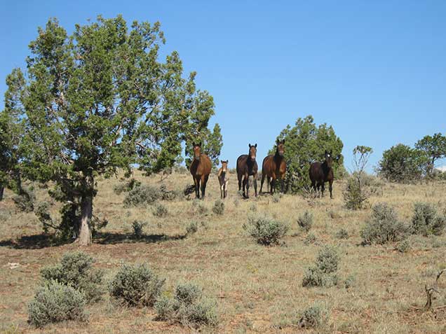 Wild Horses on the Carracas Mesa Herd Area. BLM Photo