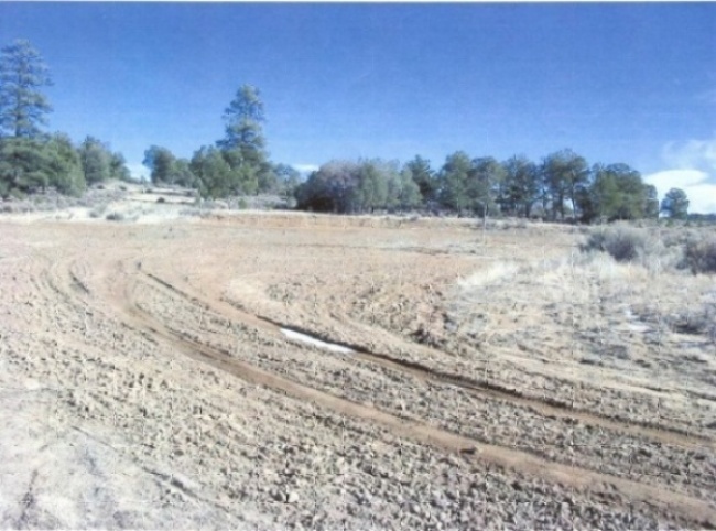 Dirt road immersed in rock with truck tire marks with a background of pine trees under a blue sky.