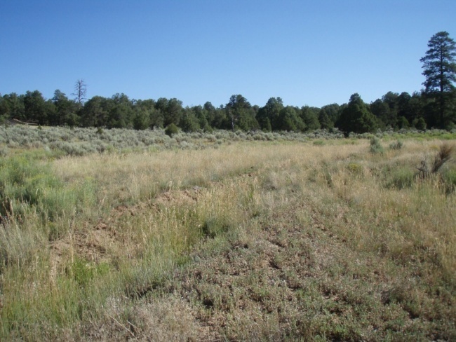 Photo flourishing greenery shows over what was once a wellpad immersed in dirt in rock under clear blue skies.