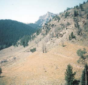Image shows the successful revegation of the disturbed area. The green plant sit in areas of rock and dirt on a mountain under a clear blue sky. 