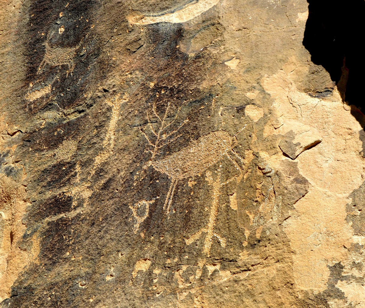  Close up of a deer rock art drawing