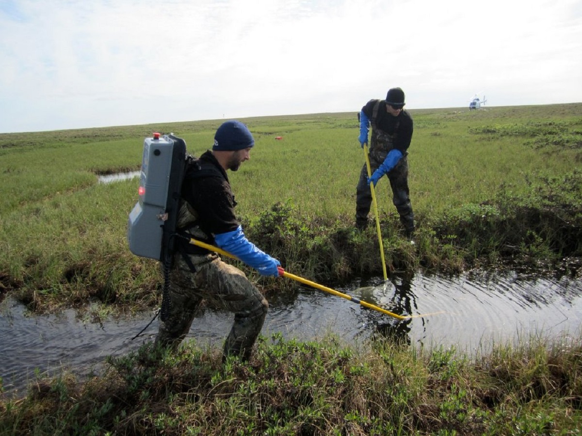2 Arctic Office fisheries staff members conducting fish inventory work North Slope creeks with electrofishing equipment and nets.
