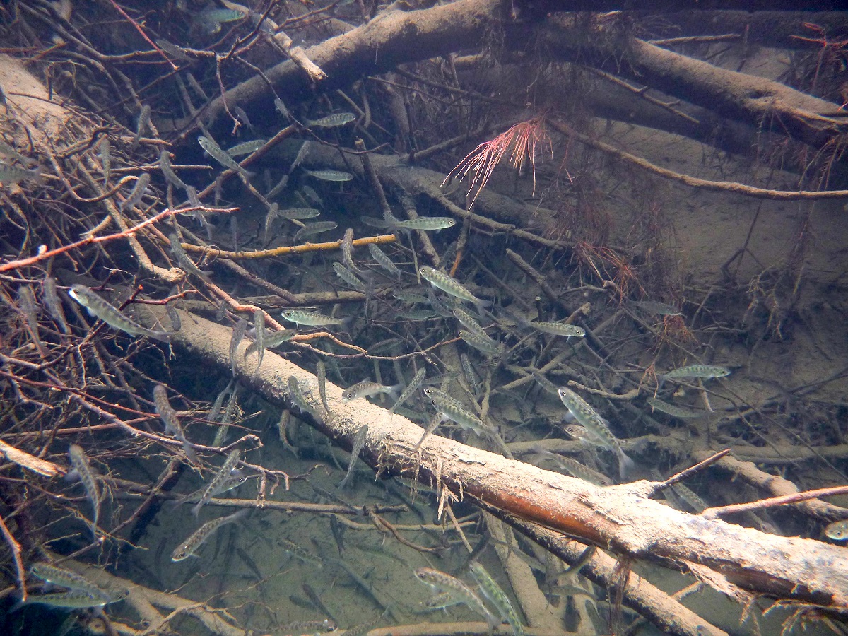 A school of Chinook salmon sheltered by underwater plants.  