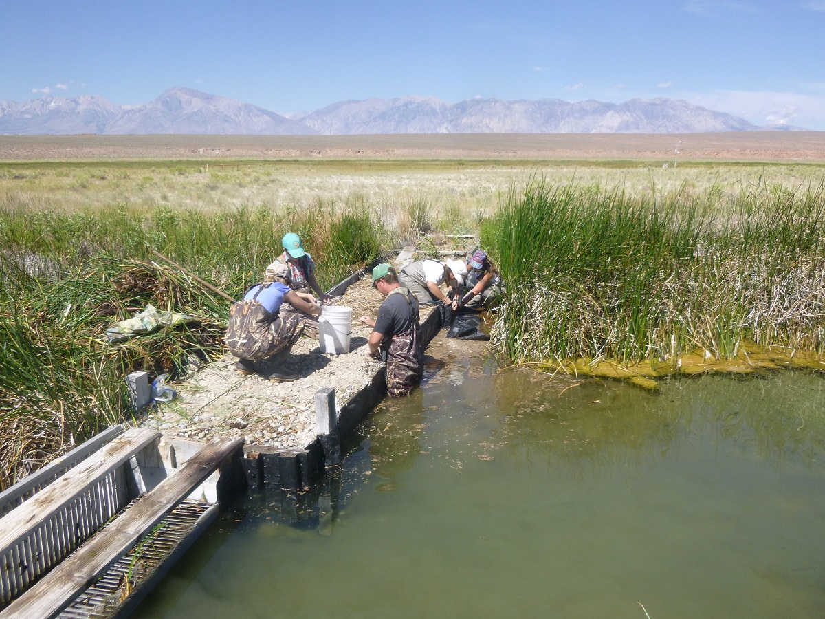 Fish biologists in waders standing in Fish Slough, near Bishop, California
