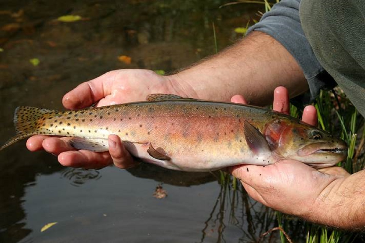 Lahontan Cutthroat Trout