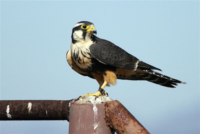 Alpomado Falcon perched on a fence post