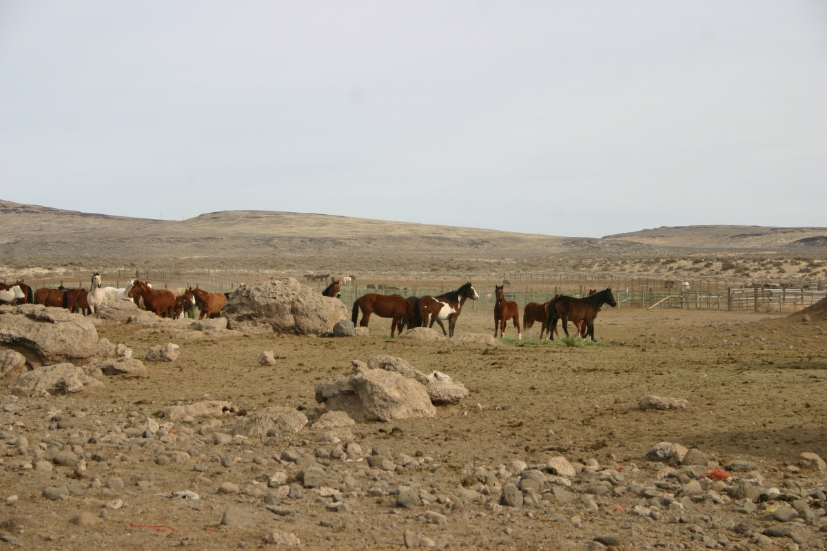 Horses in a holding pen.