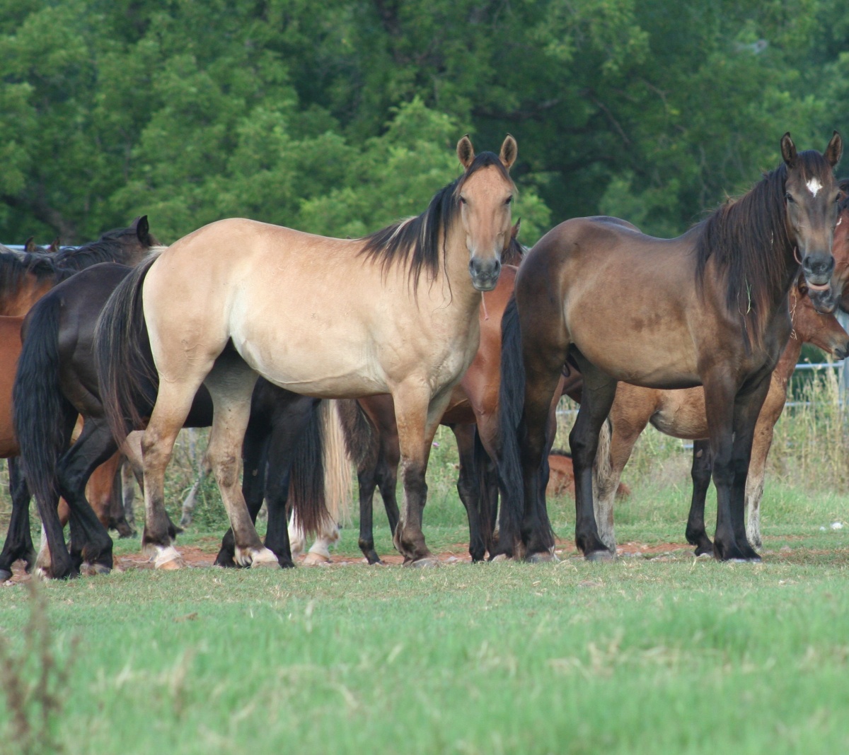  Horses at Pauls Valley