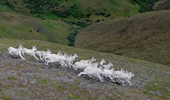 Dall Sheep running down a hillside in the Brooks Range in northern Alaska.