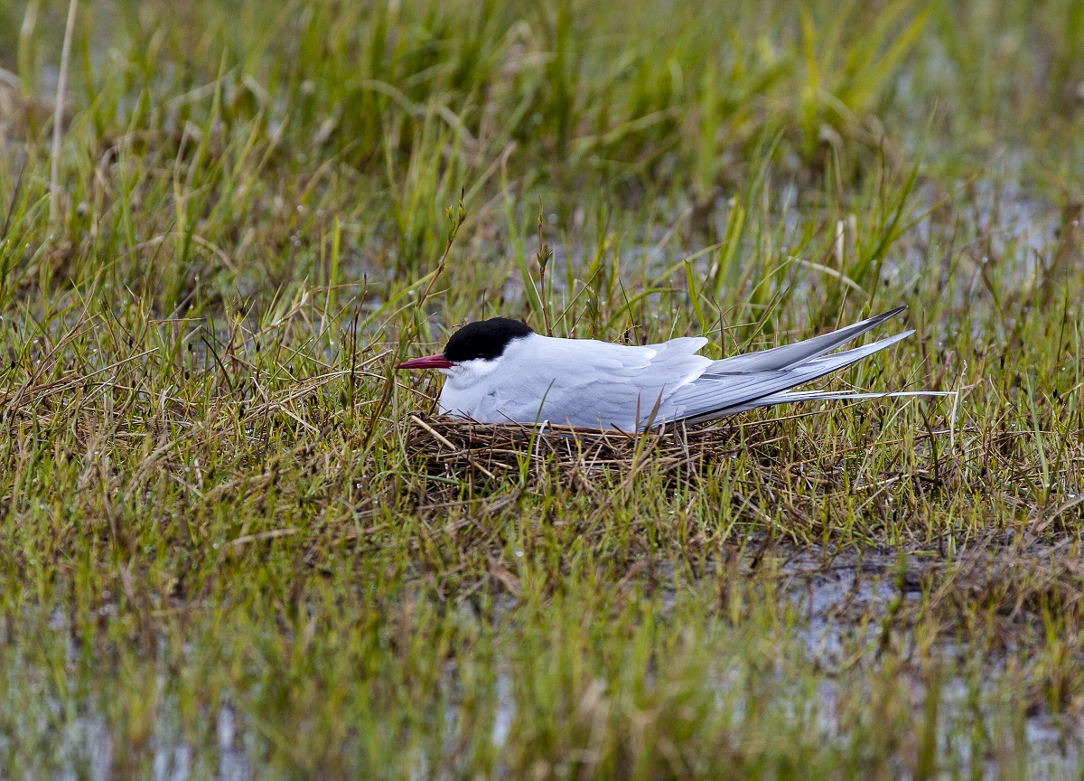 Arctic tern nesting in a marshy area of the National Petroleum Reserve in Alaska