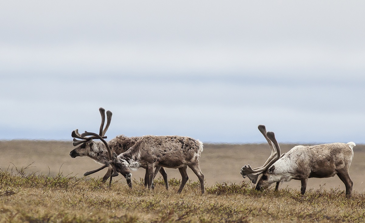 Three Teshekpuk Caribou grazing in the National Petroleum Reserve in Alaska druing the spring.