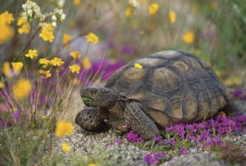 A desert tortoise sits near wildflowers.