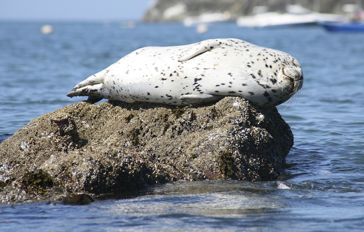 Harbor seal laying sideways on a rock in the sun