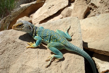 Collared lizard.