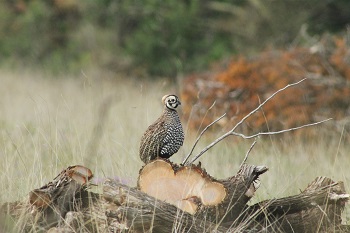 Montezuma Quail Perched on brush pile after completion of a thinning project 