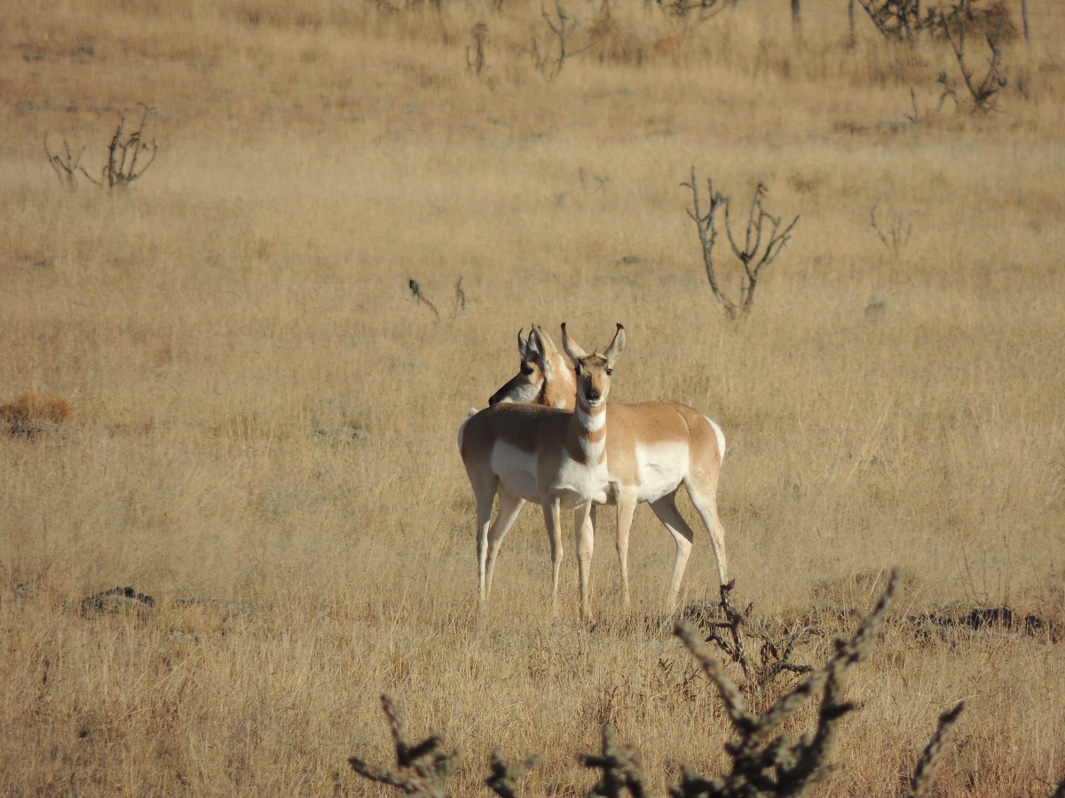 Pronghorn Antelope within a grassland near Roswell, New Mexico