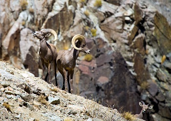 Desert Bighorn Sheep on Mount Grant